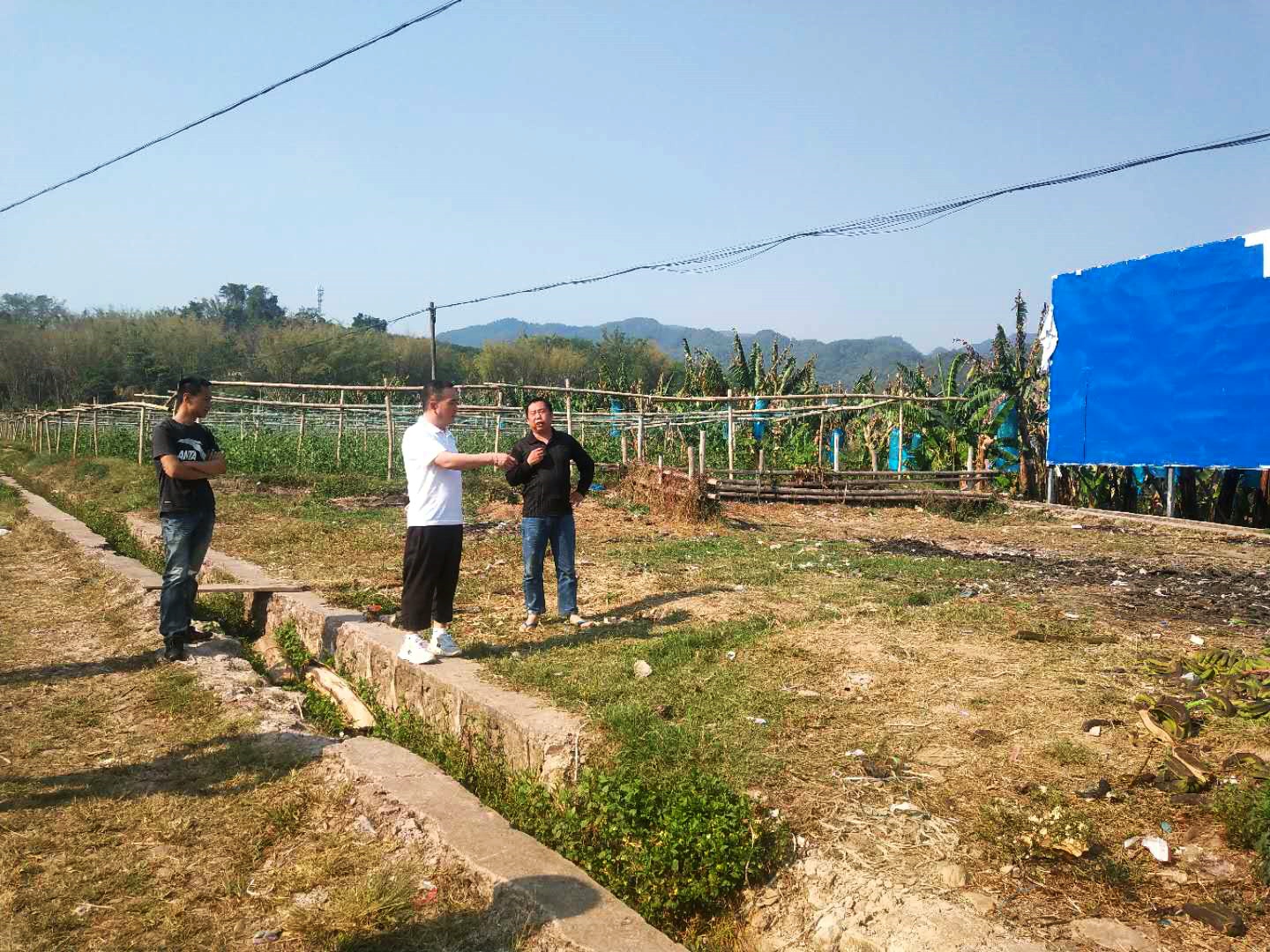督查组在整董镇整董村曼宽香蕉基地督促香蕉种植户清理香蕉套袋工作.jpg